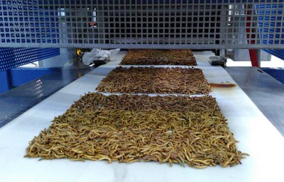 Supermarkten hebben geen trek in insecteneiwitten