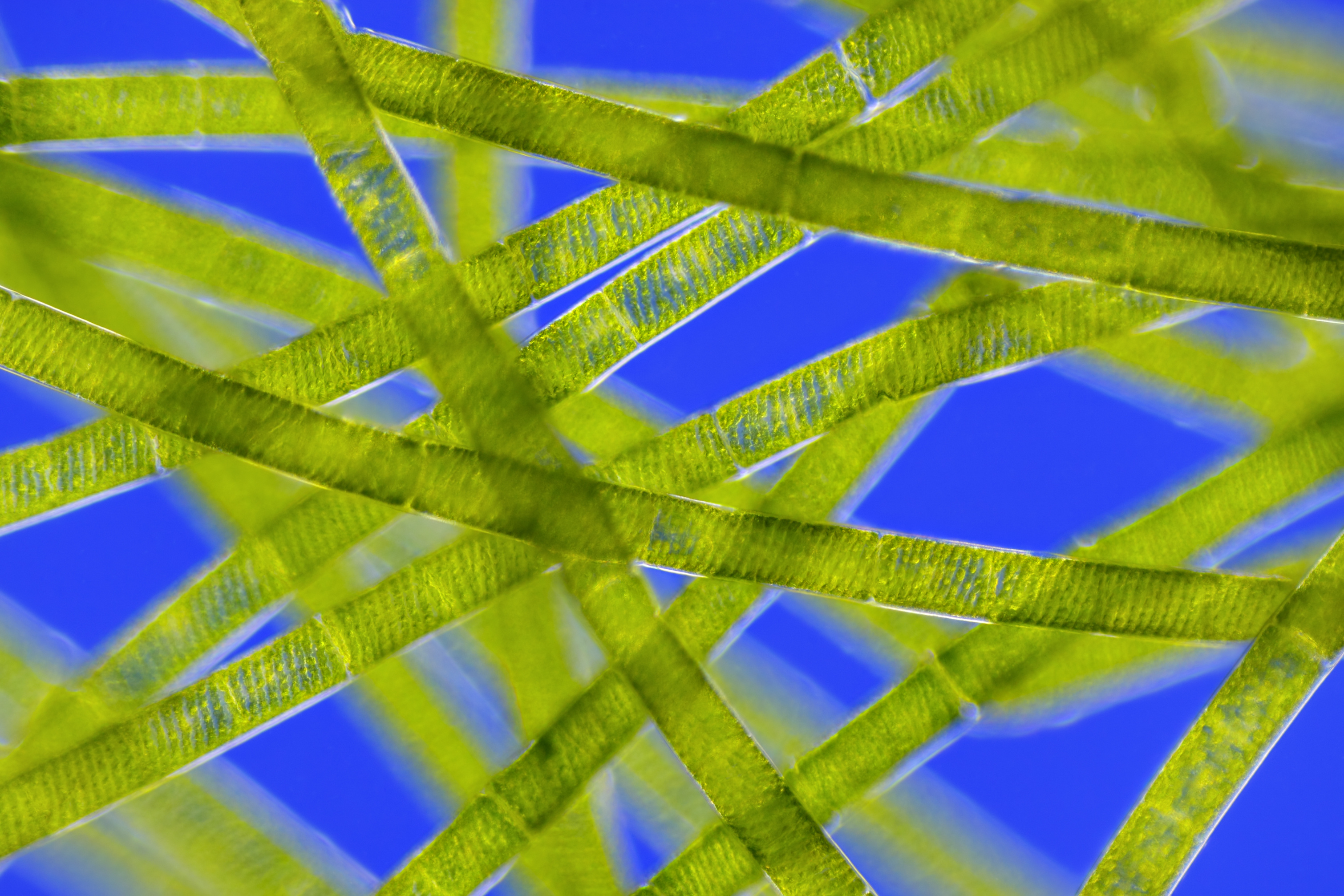Microscopic view of green algae (Spirogyra). Rheinberg illumination.