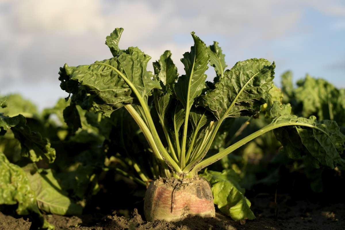 Cosun Beet Company bespaart energie met thermische damprecompressie