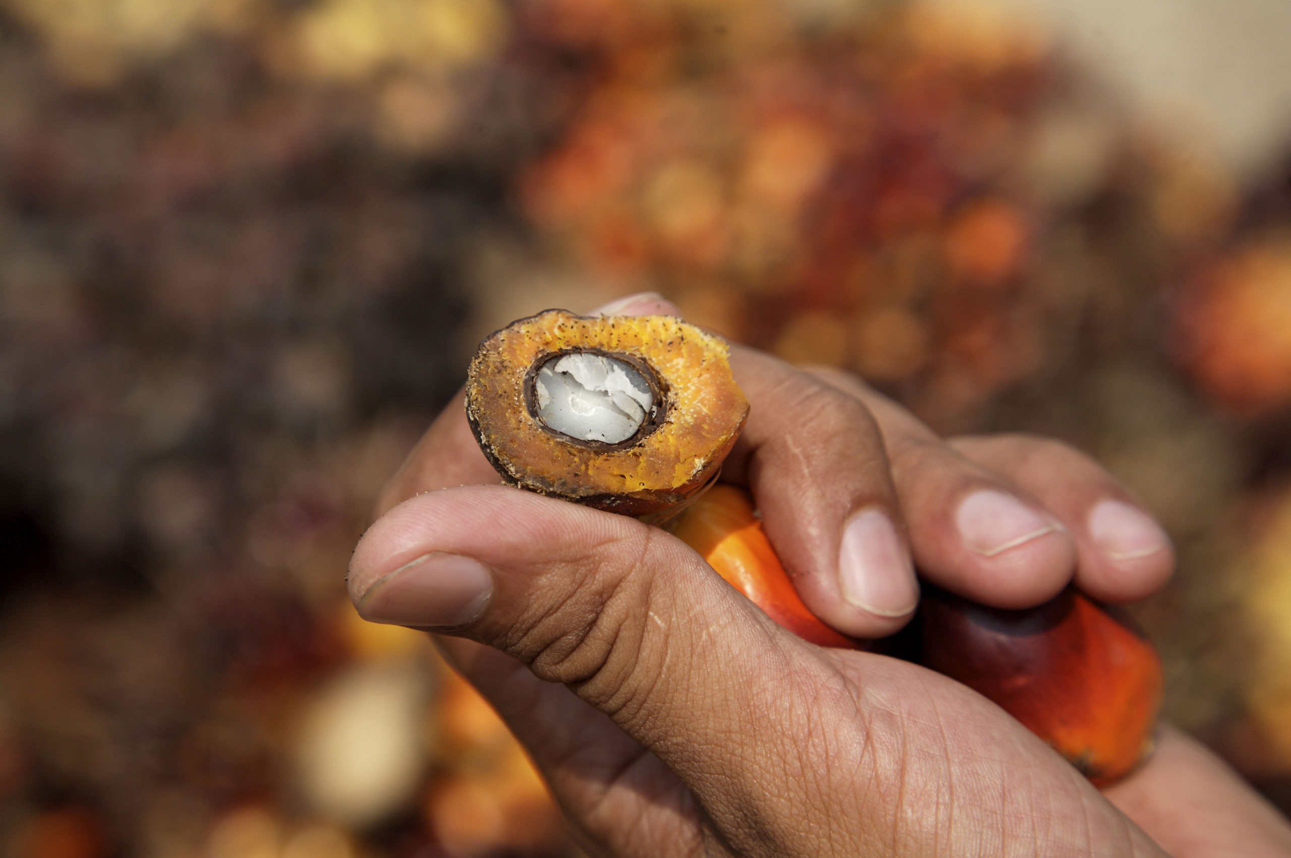 Person holding palm tree fruit collected for the palm oil industry, Sabah, Borneo, Malaysia