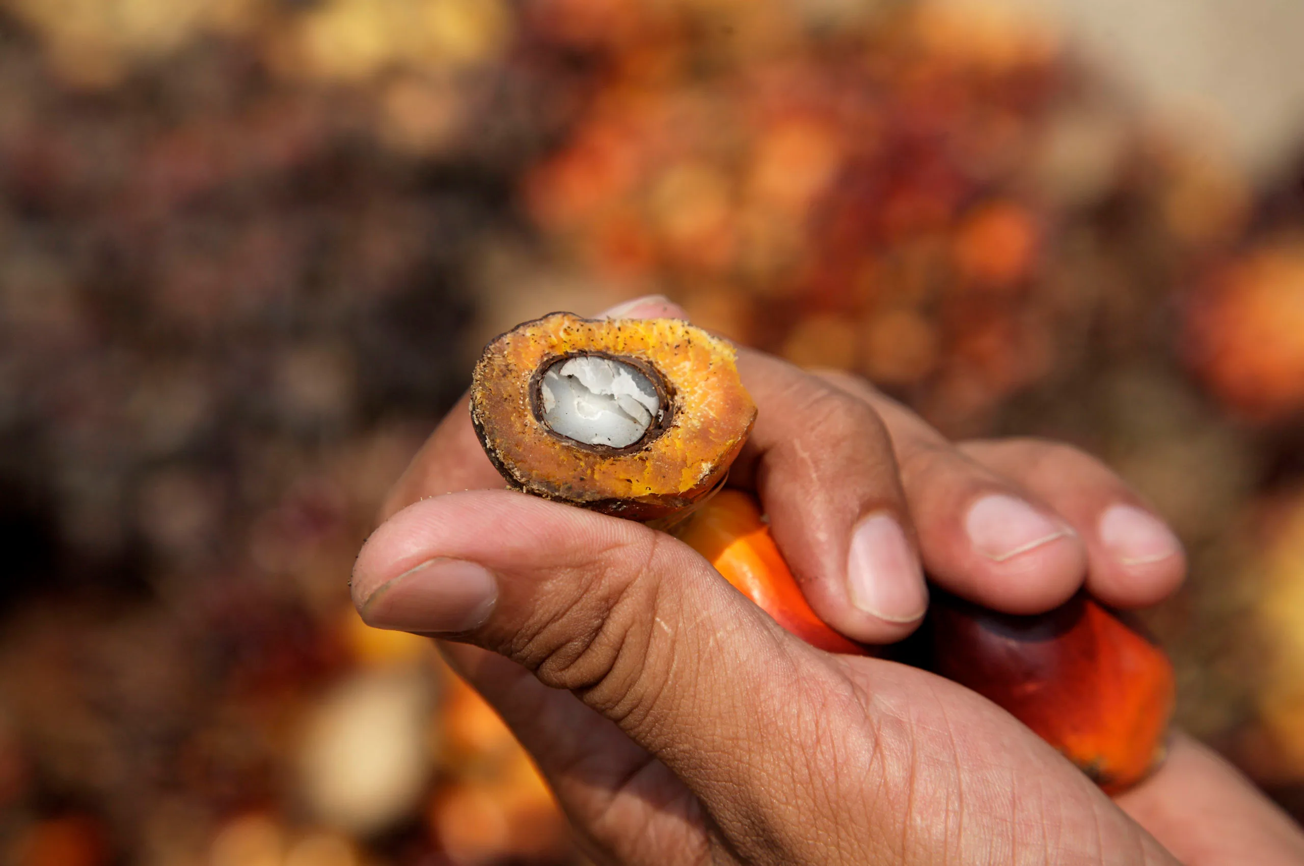 Person holding palm tree fruit collected for the palm oil industry, Sabah, Borneo, Malaysia