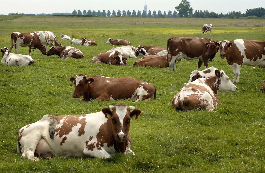 Land en dier moeten elkaar aanvullen, vinden de experts. Foto: Michiel Wijnbergh