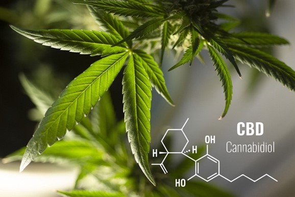 CBD als levensmiddel: geen drug, of soms toch wel? De interactie tussen levensmiddelen- en opiumwetgeving