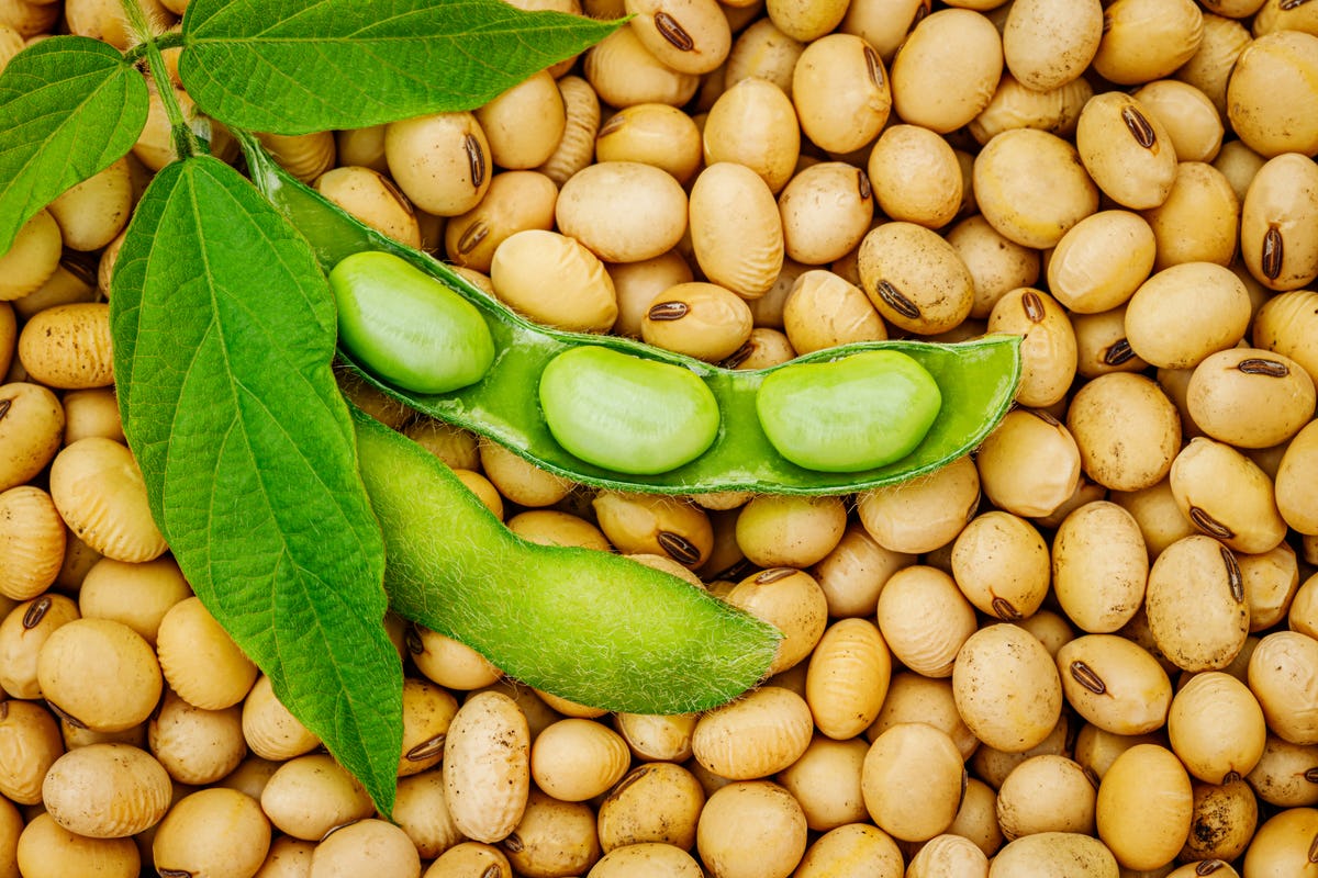Sojabonen worden getest in Vlaanderen. (Bron: Shutterstock)