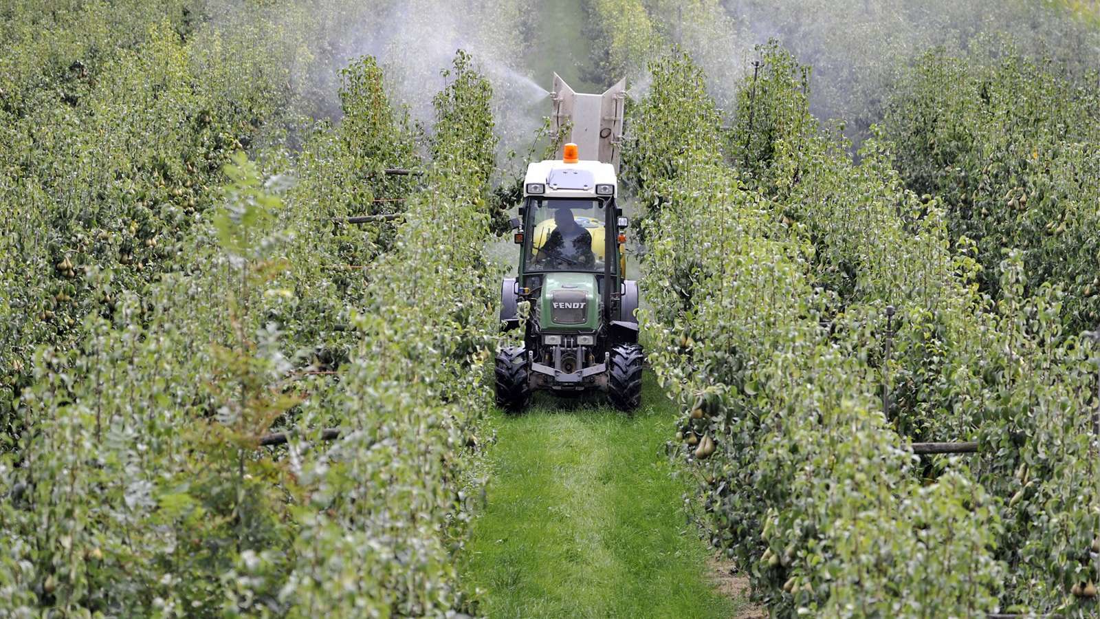 Een tuinder rijdt door zijn perenboomgaard en spuit gewasbeschermingsmiddel op de peren, die rijp zijn voor de oogst.
Foto: ANP/ Hollandse Hoogte/ Flip Franssen