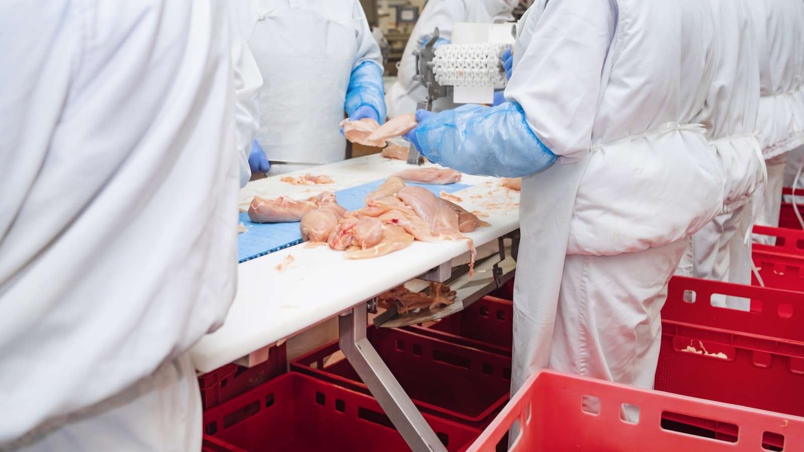 Stockbeeld productielijn kippen slachterij