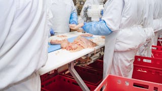 Belangrijkste les uit recente recalls: bestrijding Salmonella is...