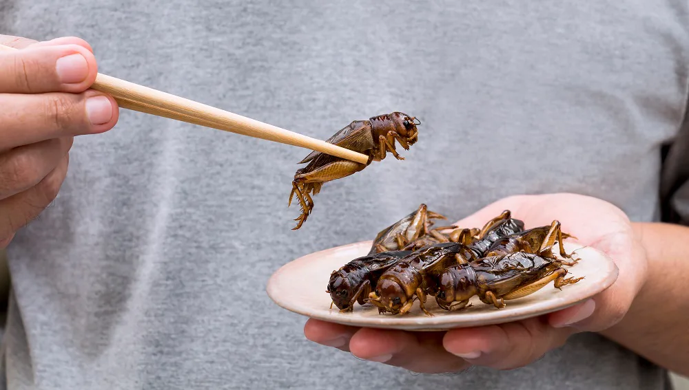 Lees meer over insecten