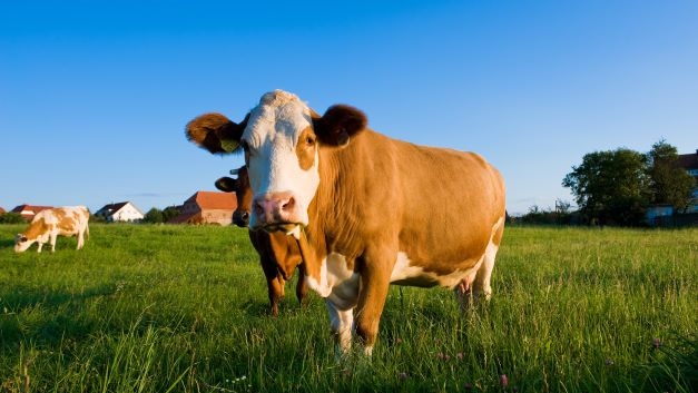 Er zijn gebieden waar de uitstoot van stikstof met 70 tot 80 procent moet worden teruggedrongen om herstel van de kwetsbare natuur een kans te geven. 
Foto: Shutterstock