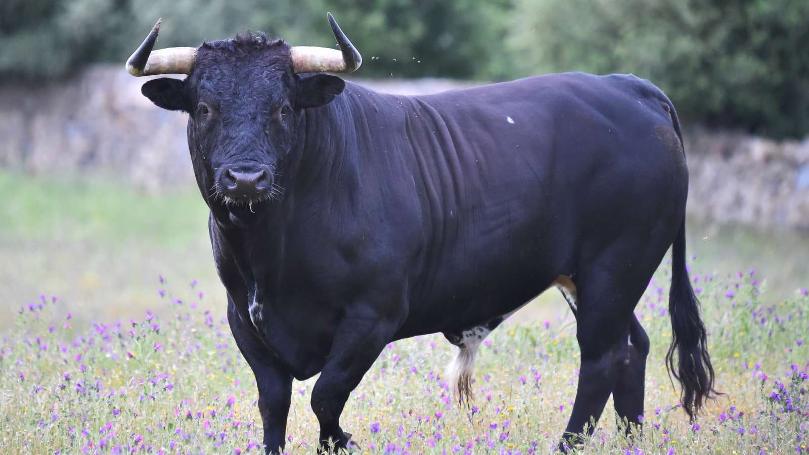 Bij slachtbedrijf Vion in Tilburg is een 37-jarige man overleden door een aanval van een stier