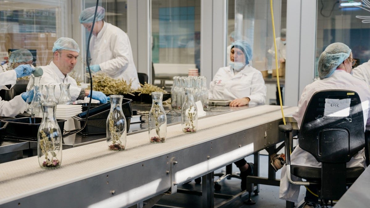 25 mensen met een afstand tot de arbeidsmarkt maken de Pineut producten (Beeld: Pineut)