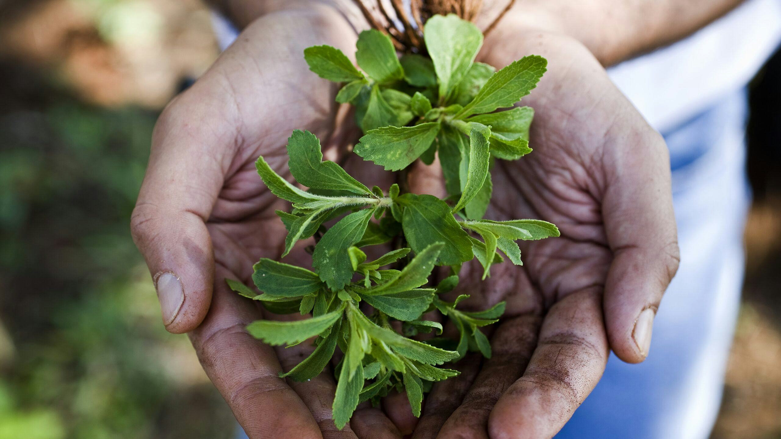 Stevia. Foto: Cargill