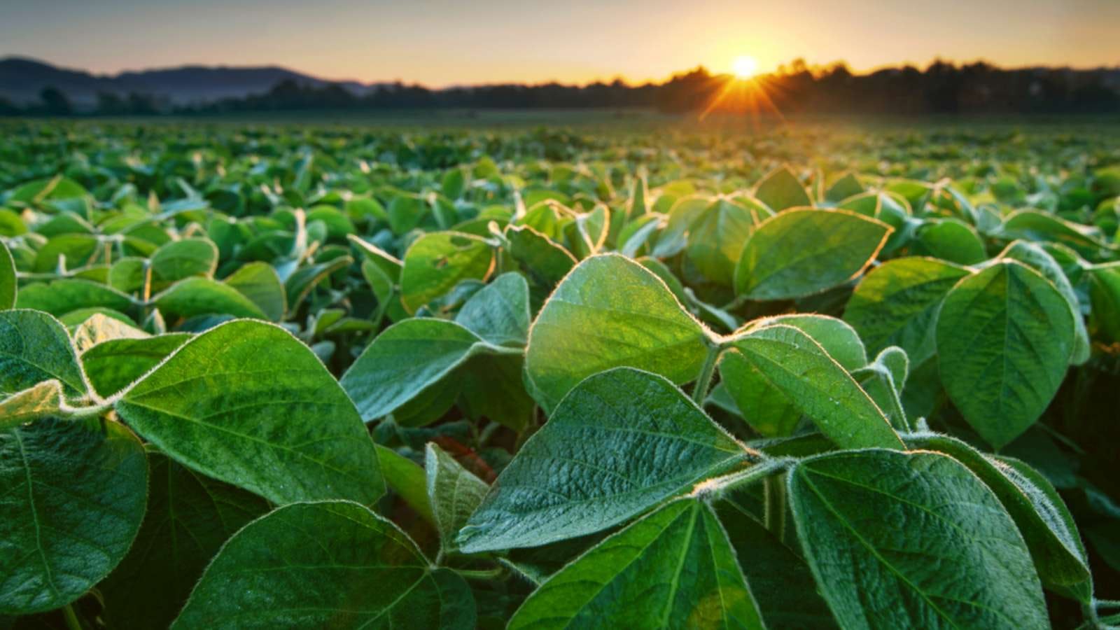 Koffie, cacao, soja en palmolie onder de loep: EU verbiedt invoer producten die bijdragen aan ontbossing