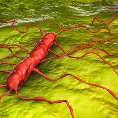 Listeria monocytogenes