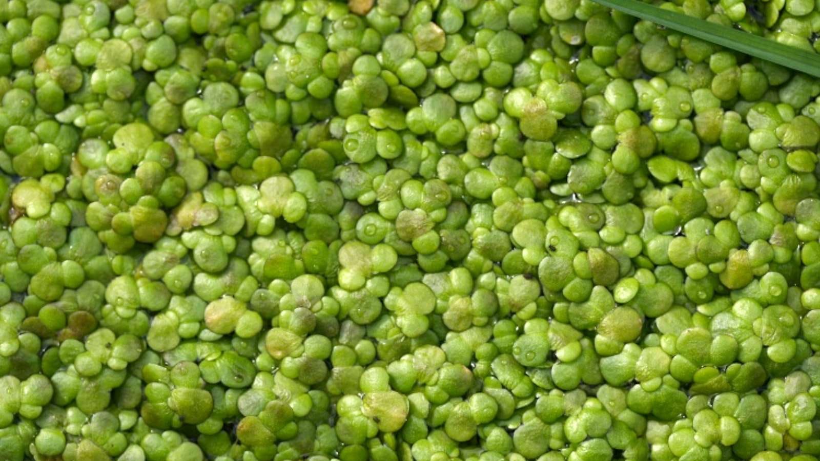 EFSA keurt novel food rubisco-eiwit uit waterlinzen goed