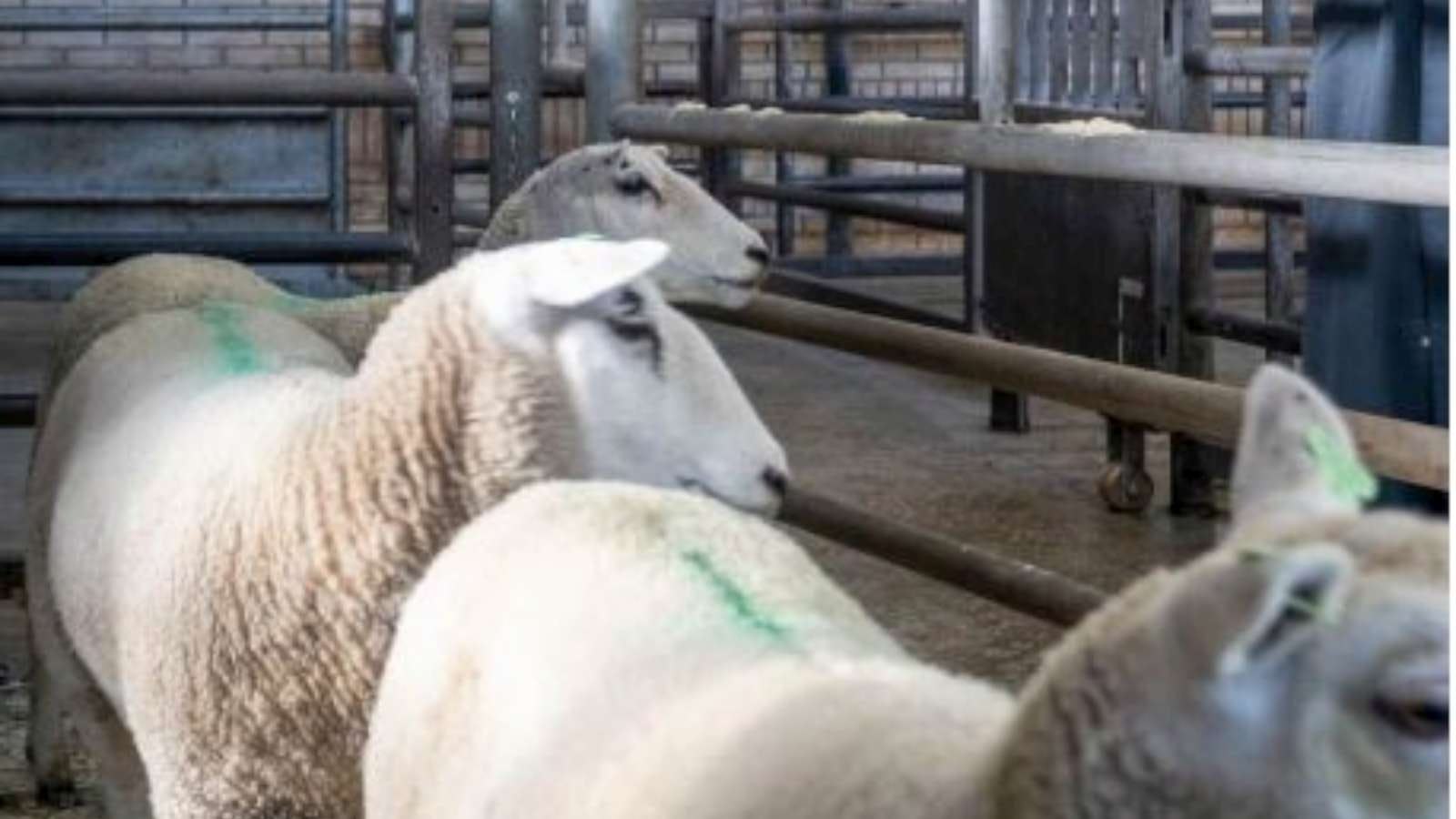 Beeld: NVWA. Afbeelding dient ter illustratie