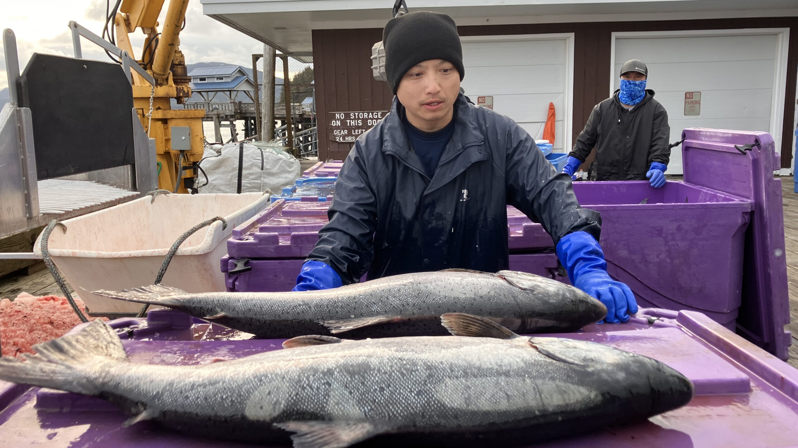 De King-zalmen zijn met de Sockeye-vangst meegekomen. Dit zijn de grootste en duurste zalmen.