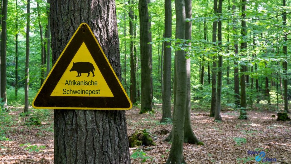 Zondag 16 juni werd op 200 kilometer van de Belgische grens, in de Duitse deelstaat Hessen (dichtbij Frankfurt), een geval van Afrikaanse Varkenspest (AVP) vastgesteld bij een wild everzwijn. (Foto: FAVV)