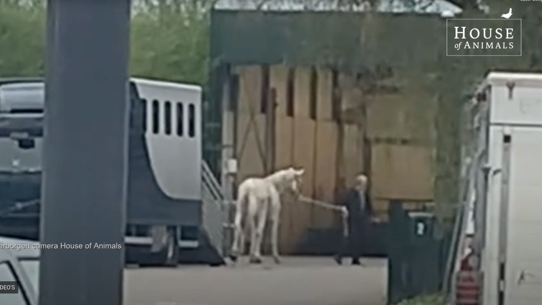 De renpaarden die niet meer winnen of te duur zijn om te verzorgen worden onder "erbarmelijke omstandigheden" naar Nederland en België vervoerd, om ze daar een nieuwe identiteit te geven, meldt House of Animals. De afbeelding komt uit een video die de organisatie plaatste op haar website.