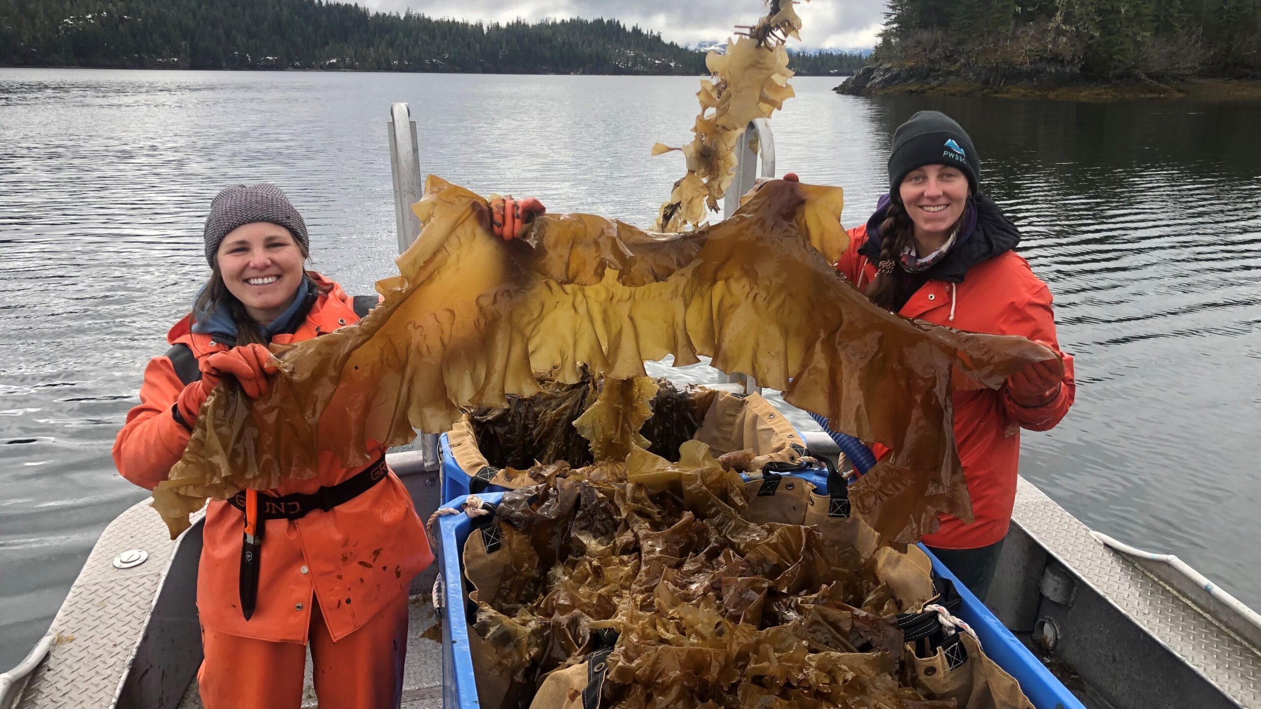 Oogst van suikerwier. (Foto: Noble Ocean Farms)