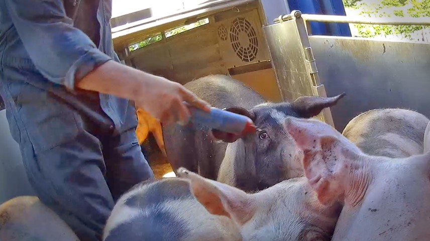 Varkens in Nood zegt na eigen onderzoek dat varkens bij transporten nog steeds vaak stroomstoten krijgen toegediend als ze niet doorlopen. Beeld: Varkens in Nood.