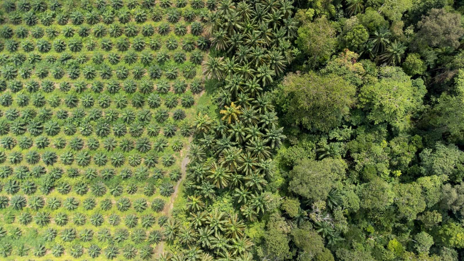 Europese Commissie publiceert EUDR-risicobeoordeling voor landen, klimaatorganisatie kritisch