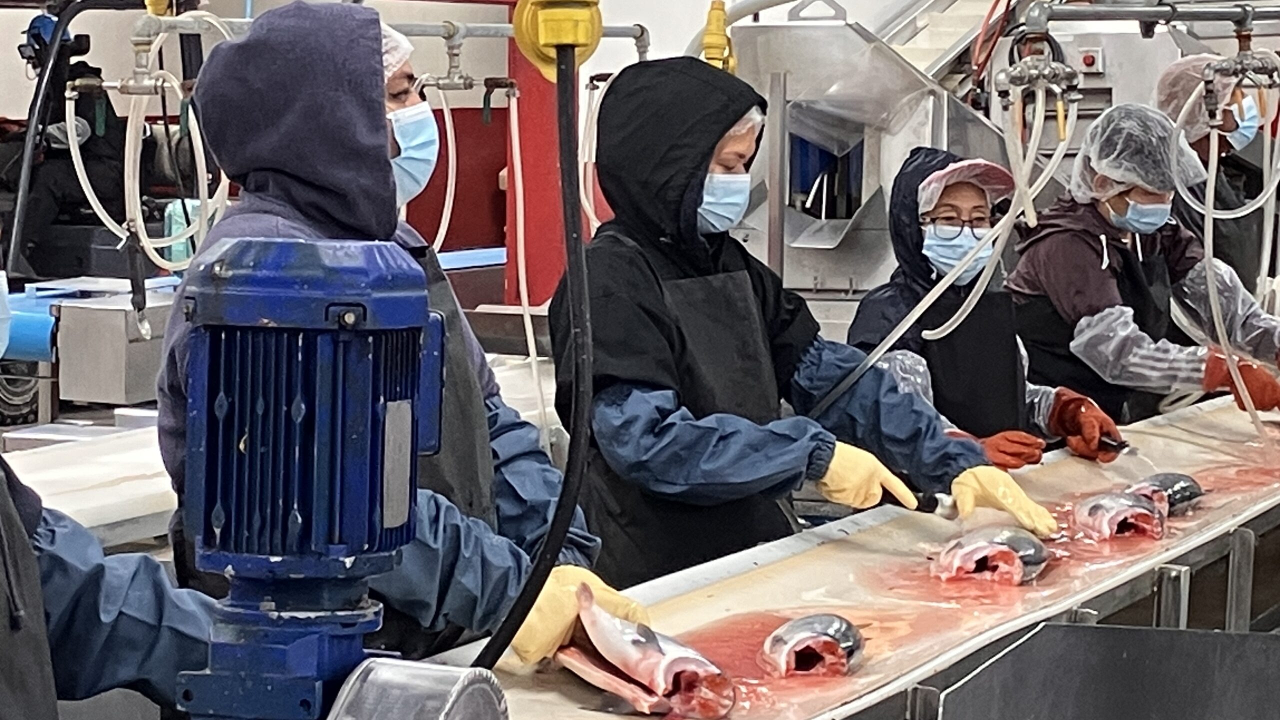 De eerste wilde zalmen van het seizoen in Alaska komen binnen. Rechtstreeks vanuit zee naar de verwerking van OBI Seafoods in Cordova, Alaska. (Beeld: VMT, 2024)
