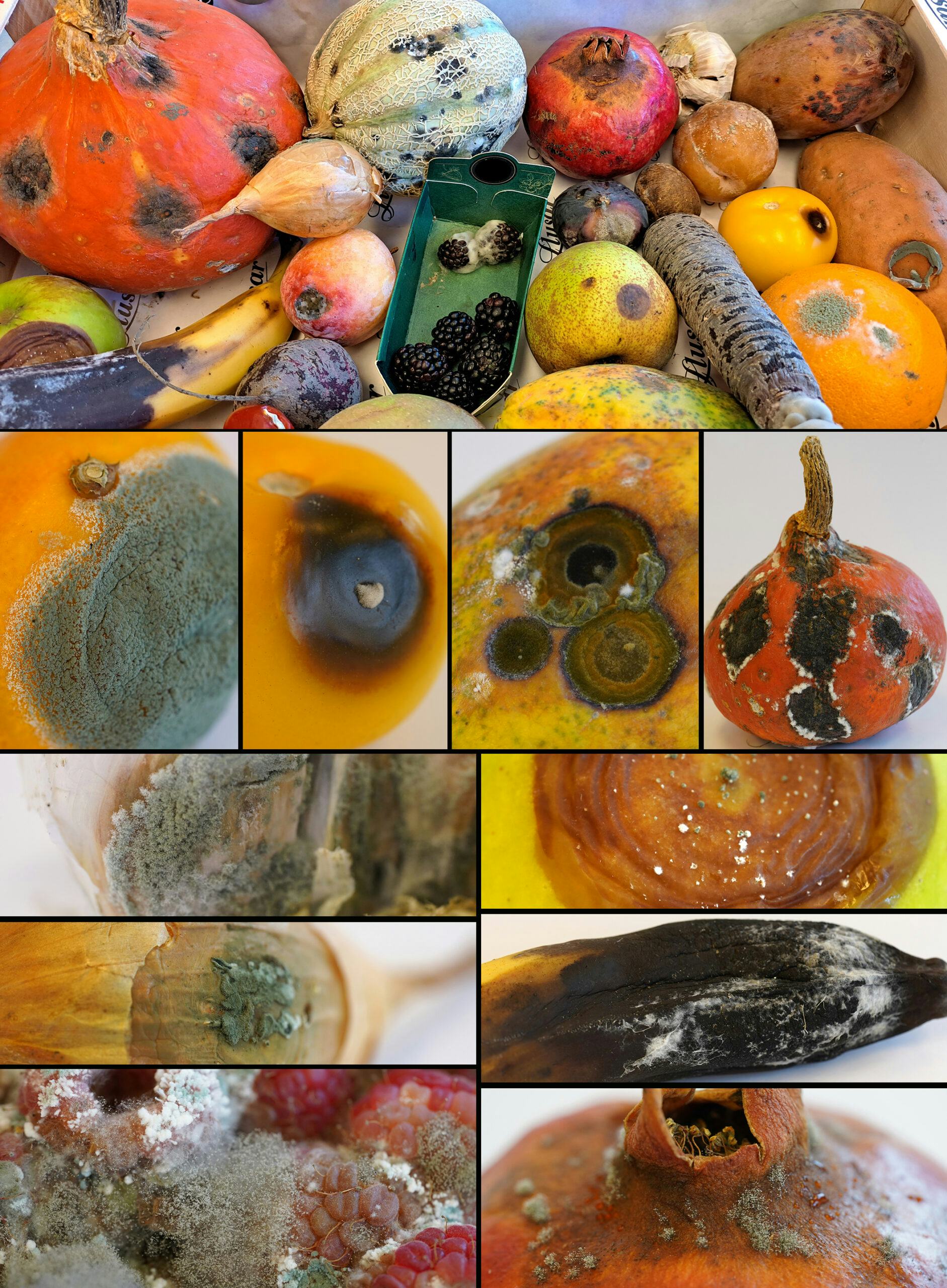 Figuur 1: Een collage van verschillende vruchten en groenten met schimmelbederf. De bovenste foto toont een verzameling producten, waaronder pompoenen, meloenen, uien, bananen en bessen, waarvan sommige zichtbare schimmel vertonen. Het middelste gedeelte bevat close-ups van beschimmelde en rotte plekken op sinaasappel, tomaat, meloen en pompoen, waarbij de texturen en kleur van de bederf wordt benadrukt. Het onderste gedeelte toont gedetailleerde beelden van schimmelgroei op knoflook, appel, ui, een zwartgeblakerde banaan, frambozen en een granaatappel. (Foto's gemaakt door Jos Houbraken, naar Dijksterhuis, J., Houbraken, J. (2025). Fungal Spoilage of Crops and Food. In: Grüttner, S., Kollath-Leiß, K., Kempken, F. (eds) Agricultural and Industrial Applications. The Mycota, vol 16. Springer, Cham. https://doi.org/10.1007/978-3-031-81904-9_3).