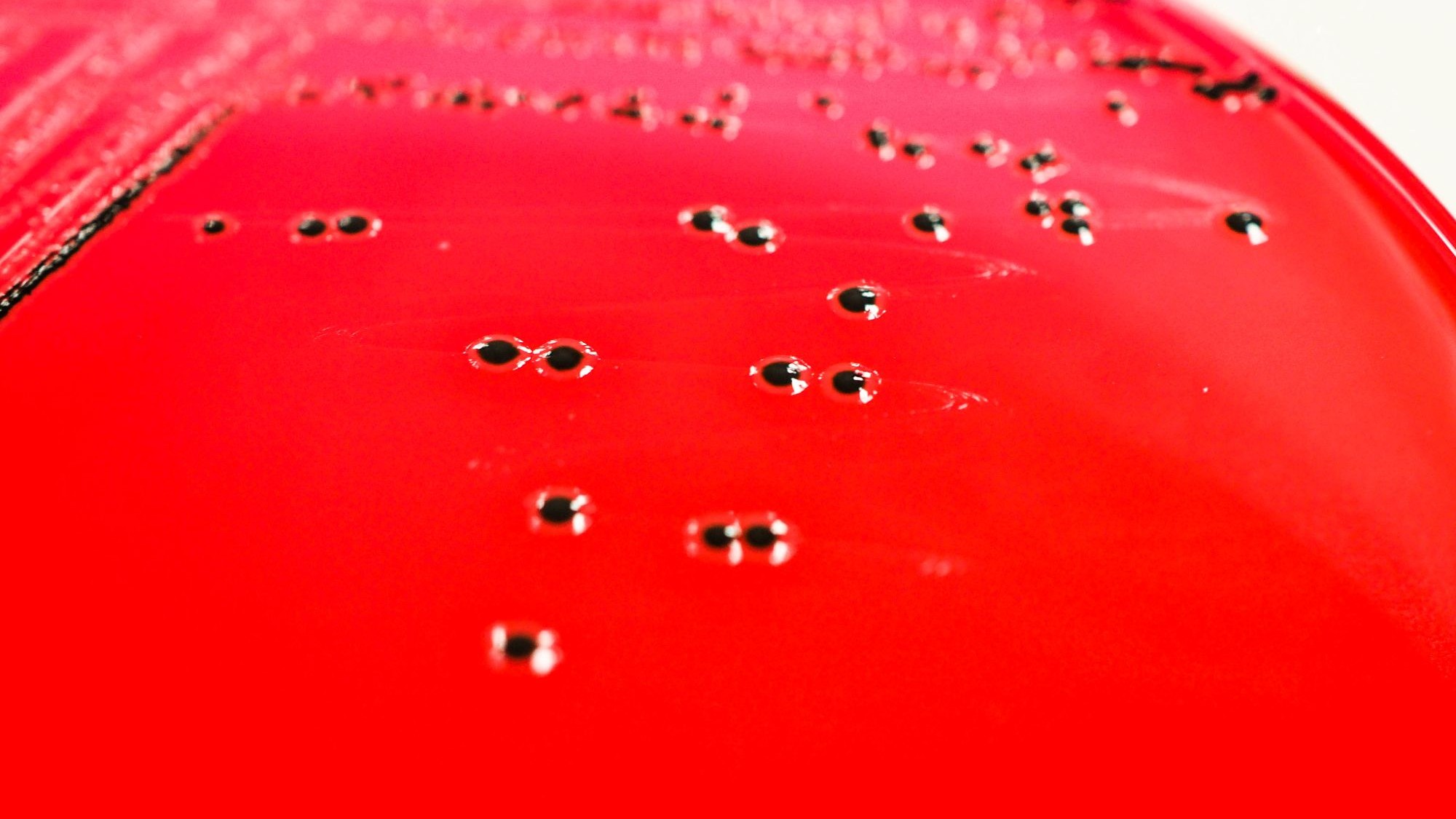 Afbeelding: Shutterstock