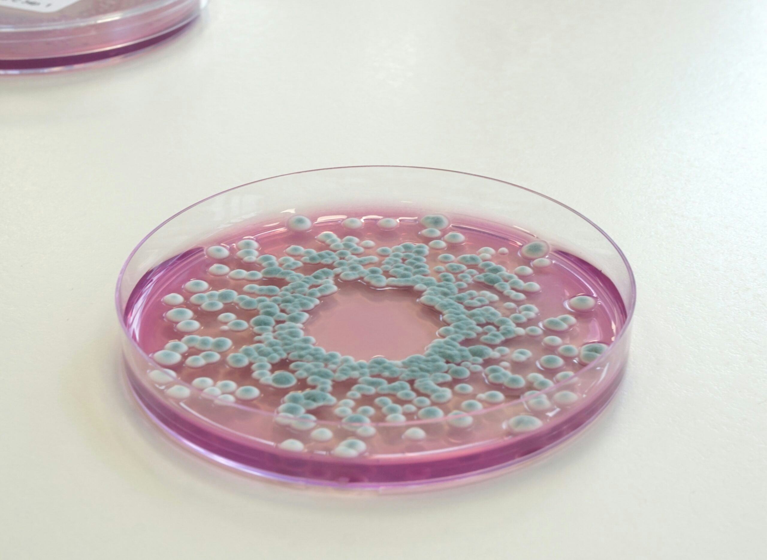 SYMPHONY agar