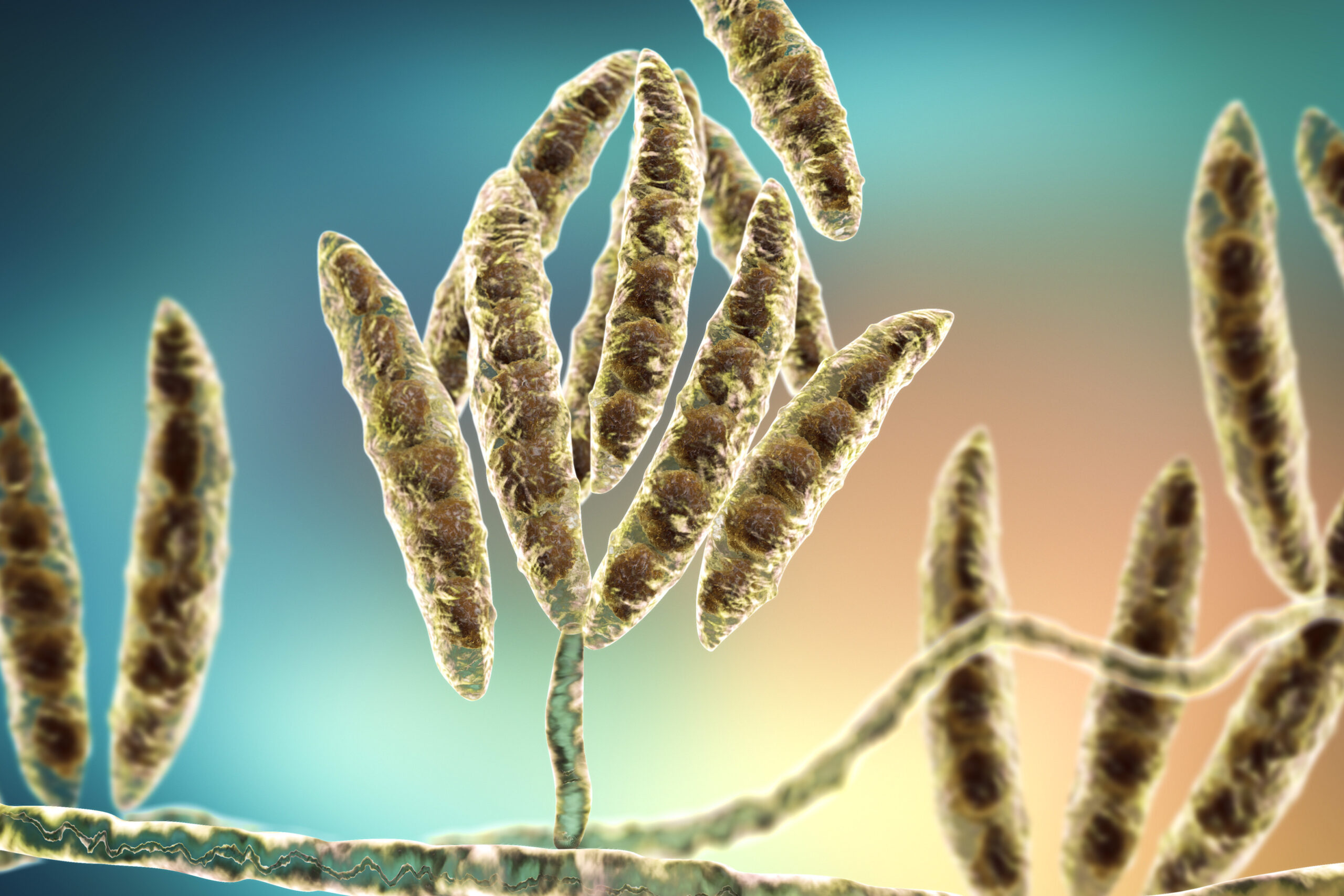 Fusarium. Foto: Shutterstock. 