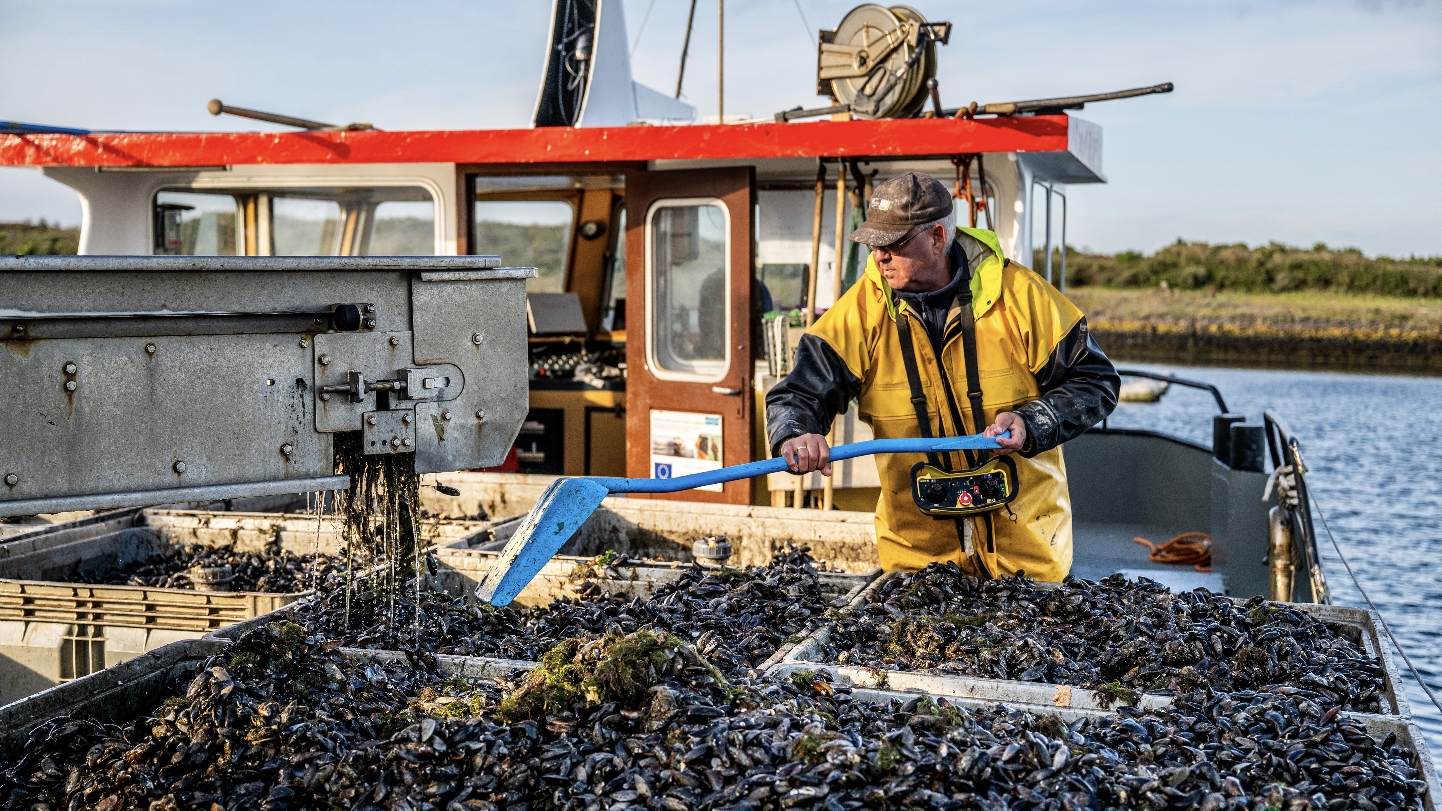 Op de locatie Neeltje Jans, direct achter de stormvloedkering in de Oosterschelde, werden deze week de eerste touwen met hangcultuurmosselen uit het water gehaald. Beeldmateriaal van de oogst is gemaakt bij Neeltje Jans Mosselen. (Beeld: Mosselbureau)