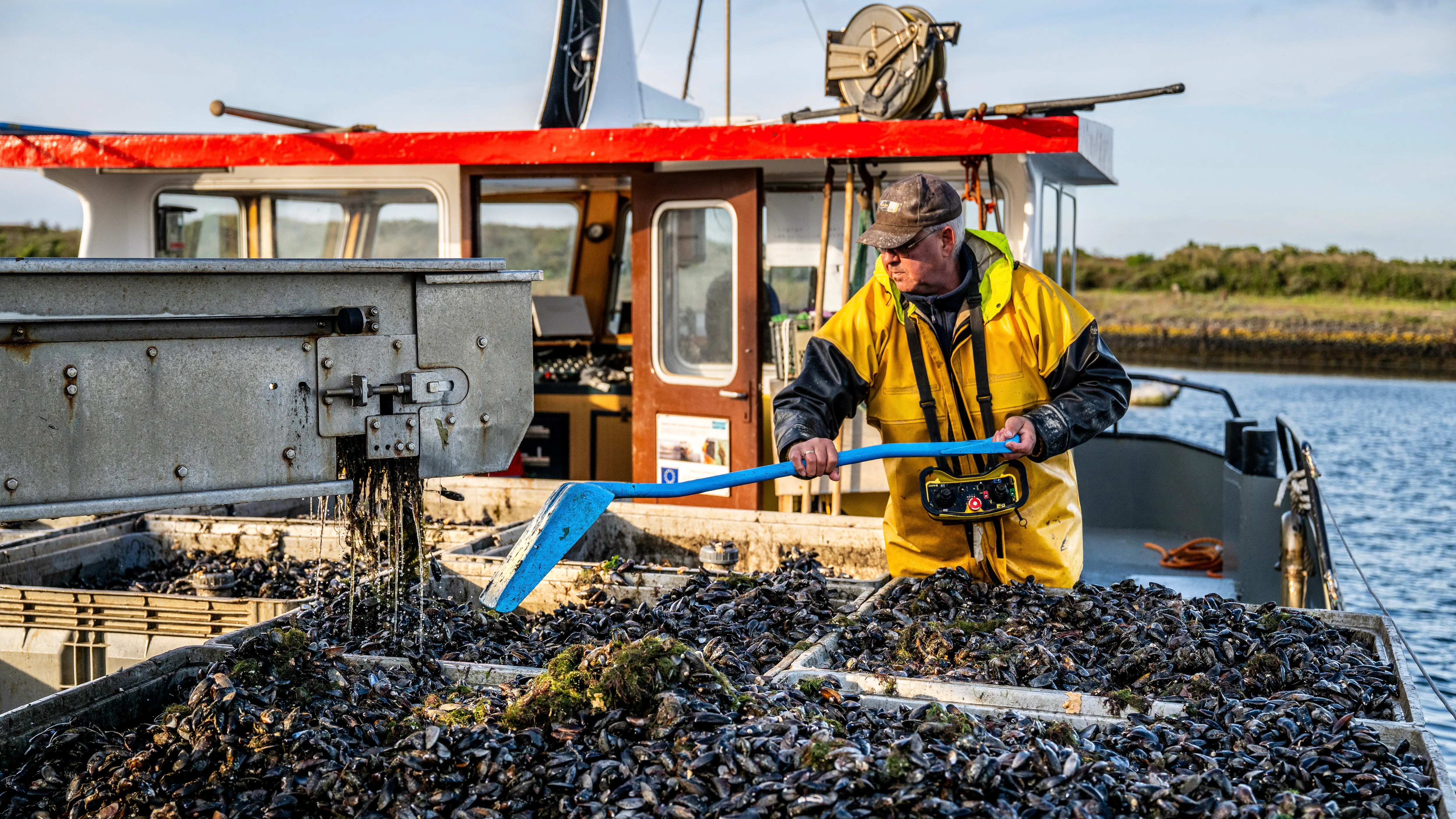 Op de locatie Neeltje Jans, direct achter de stormvloedkering in de Oosterschelde, werden deze week de eerste touwen met hangcultuurmosselen uit het water gehaald. Beeldmateriaal van de oogst is gemaakt bij Neeltje Jans Mosselen. (Beeld: Mosselbureau)