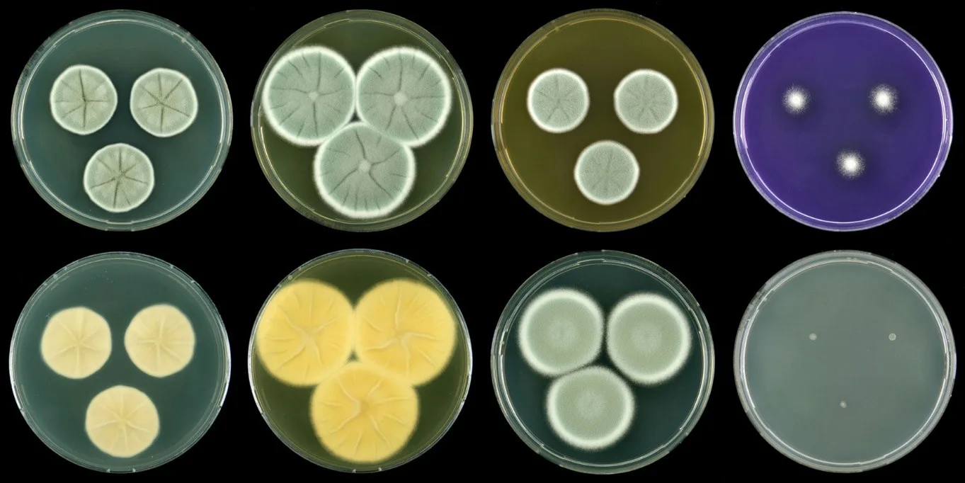 Figuur 1: Opnames van de schimmel Penicillium salamii op verschillende voedingsbodems. Ook zijn er foto’s gemaakt van de onderzijde van de kolonies (onderste rij) - Jos Houbraken