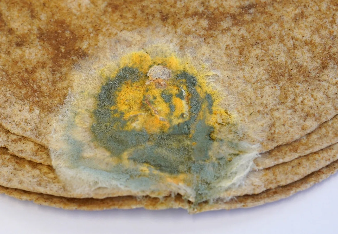 Figuur 3: Op deze tortilla groeit één Aspergillus-soort die zowel groene (asexuele) en geel/oranje (sexuele) sporenstructuren vormt.