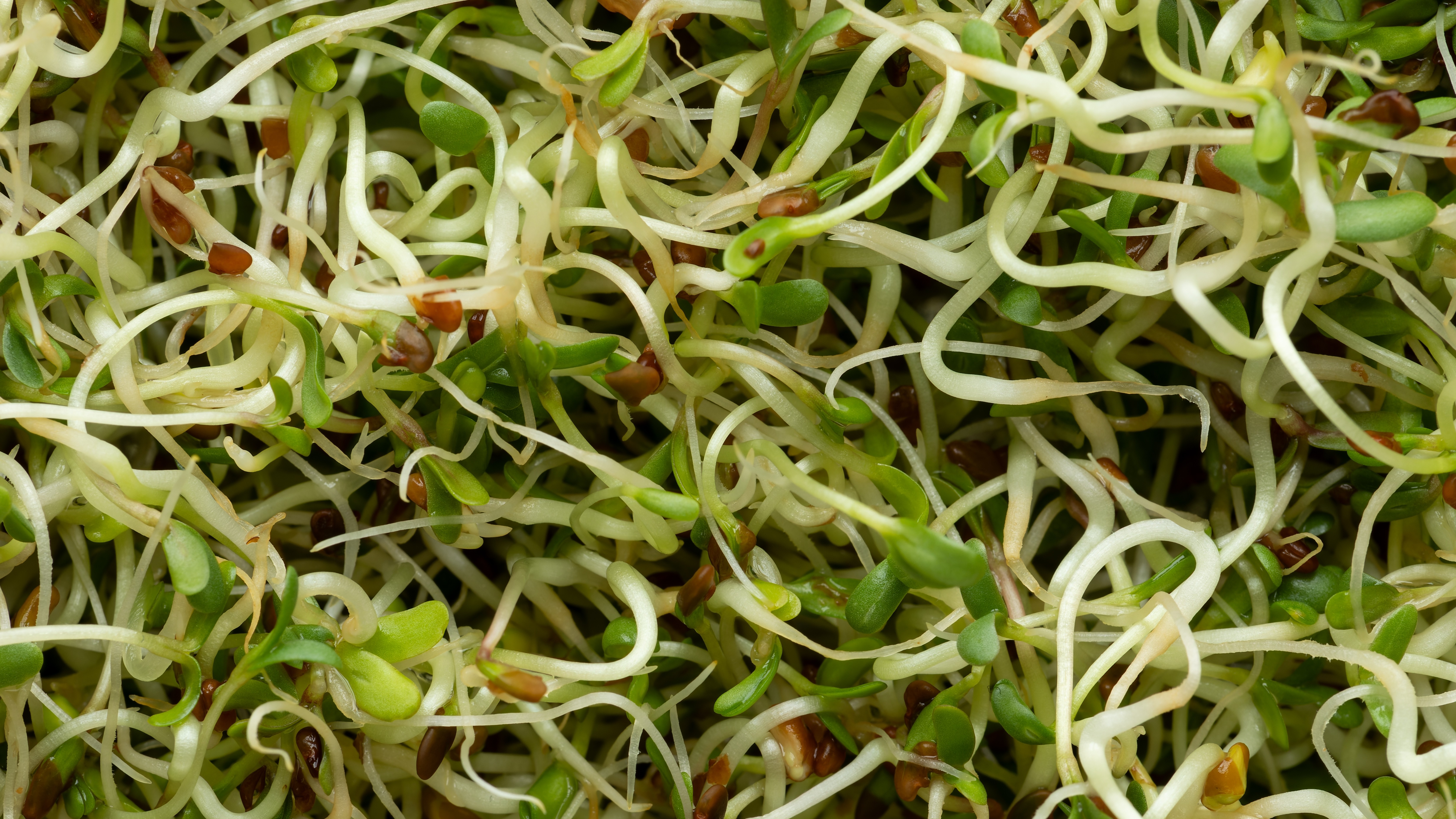 Alfalfa kiemgroenten. Foto: Shutterstock