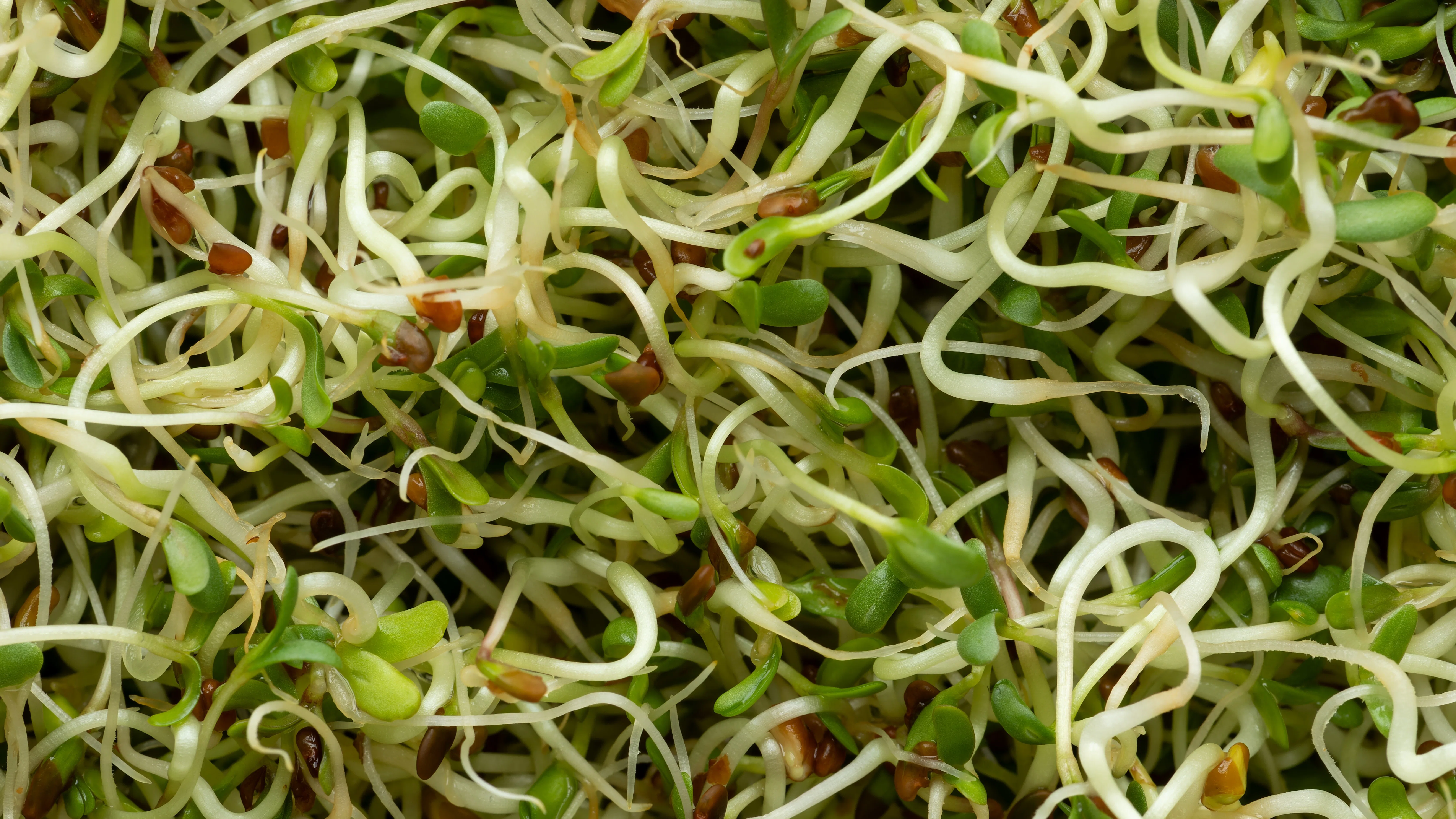 Alfalfa kiemgroenten. Foto: Shutterstock