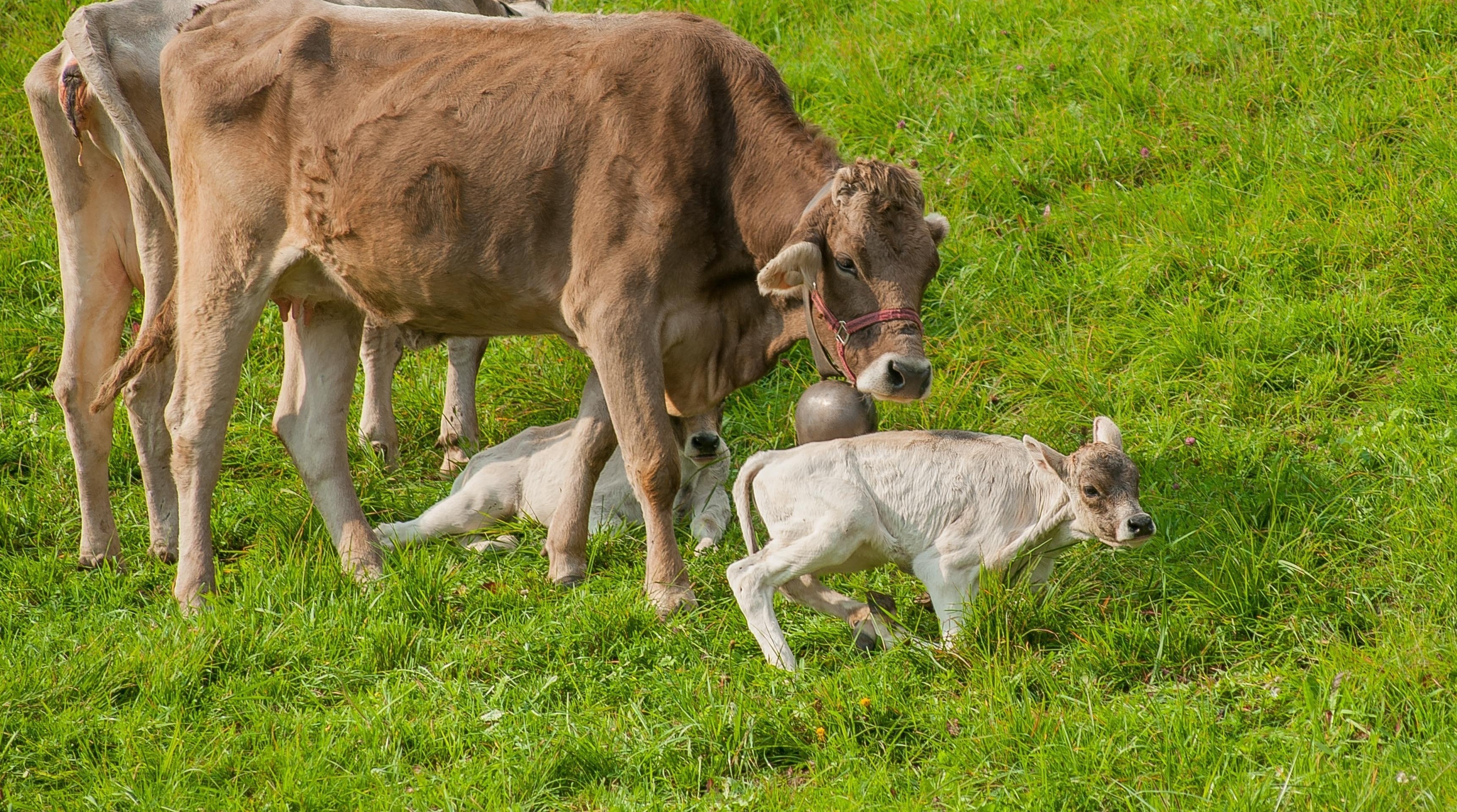 Foto: Shutterstock