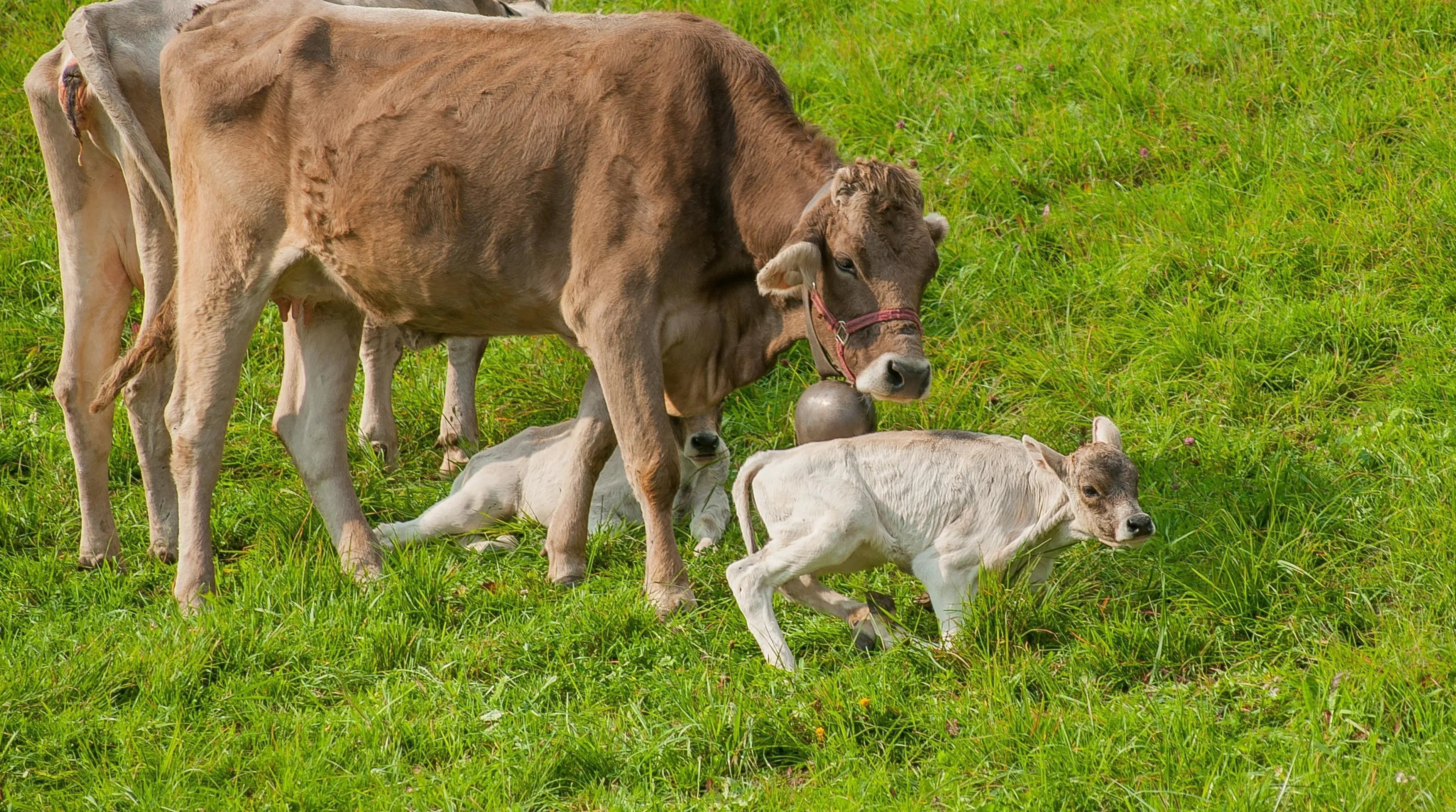 Foto: Shutterstock