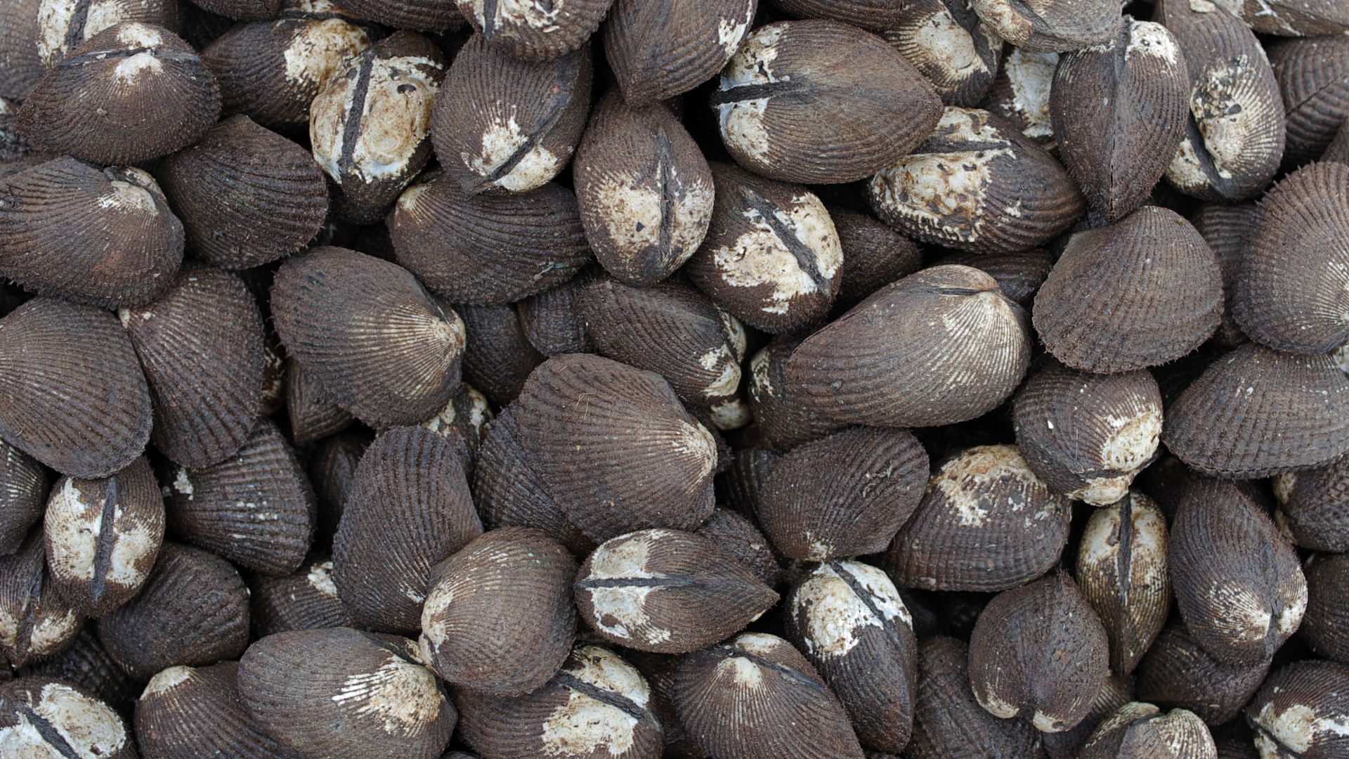 Afbeelding van Shutterstock
